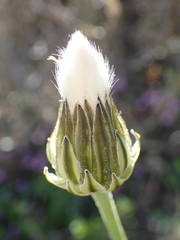 Crepis albida