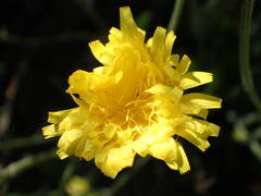 Crepis albida