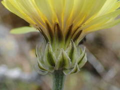 Crepis albida