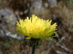Crepis albida