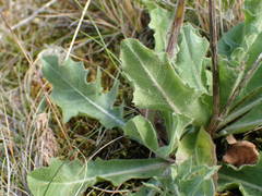 Crepis albida