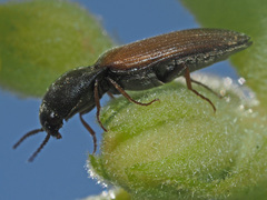 Agriotes ustulatus