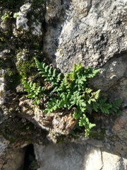 Oeosporangium