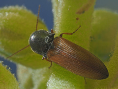 Agriotes ustulatus