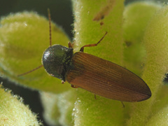 Agriotes ustulatus