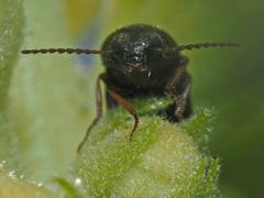 Agriotes ustulatus
