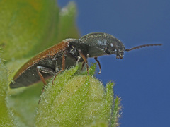 Agriotes ustulatus