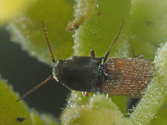 Agriotes ustulatus