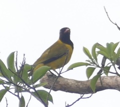 Oriolus nigripennis