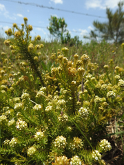Thesium spicatum