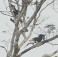Brown-cheeked Hornbill (Bycanistes cylindricus), photo 3