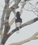 Brown-cheeked Hornbill (Bycanistes cylindricus), photo 4