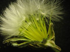 Crepis vesicaria taraxacifolia