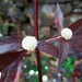 Ruby Leaf - Photo (c) Muthery, some rights reserved (CC BY-NC), uploaded by Muthery