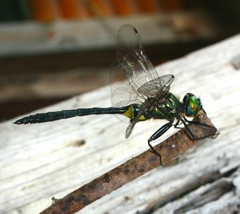 Somatochlora exuberata
