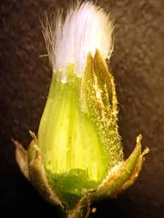 Crepis vesicaria taraxacifolia