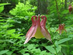 Aquilegia oxysepala