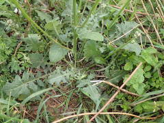 Crepis vesicaria taraxacifolia