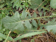 Crepis vesicaria taraxacifolia