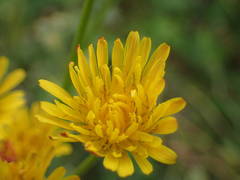 Crepis vesicaria taraxacifolia