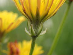 Crepis vesicaria taraxacifolia