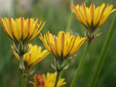 Crepis vesicaria taraxacifolia