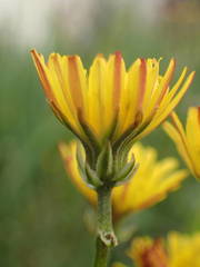 Crepis vesicaria taraxacifolia