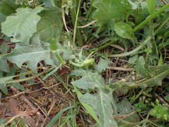 Crepis vesicaria taraxacifolia