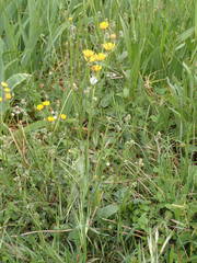 Crepis vesicaria taraxacifolia