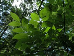 Fraxinus mandshurica