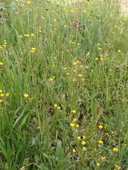 Crepis vesicaria taraxacifolia