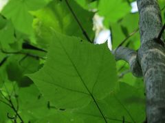 Acer tegmentosum