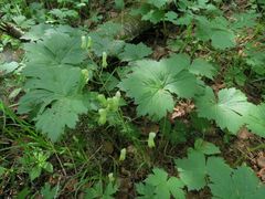 Aconitum umbrosum