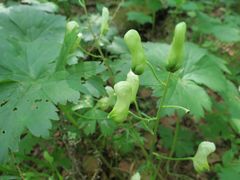 Aconitum umbrosum