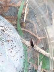 Ectobius sylvestris
