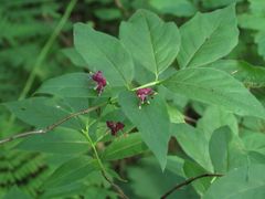 Lonicera maximowiczii