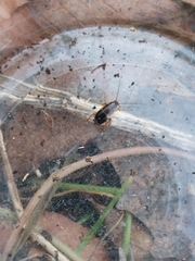 Ectobius sylvestris