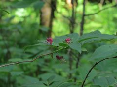 Lonicera maximowiczii