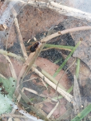Ectobius sylvestris