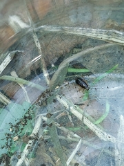 Ectobius sylvestris