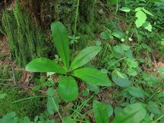 Clintonia udensis