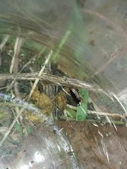 Ectobius sylvestris