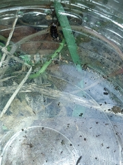 Ectobius sylvestris