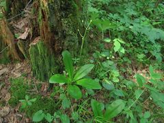Clintonia udensis