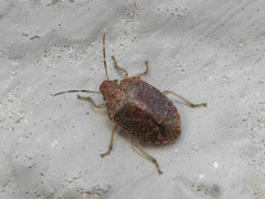 Dryadocoris apicalis