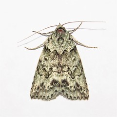 Calathusa basicunea