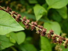 Rumex nepalensis