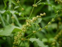 Rumex nepalensis