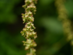 Rumex nepalensis