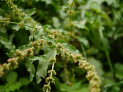 Rumex nepalensis
